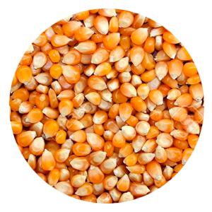Maíz consumo Image