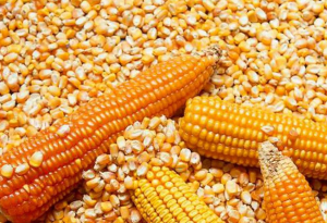 Bien temprano, el maíz sale a buscar 14 mil kilos por hectárea