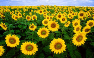 Con precio, genética y sin palomas, este año el girasol va por la revancha