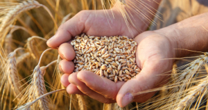 SUPLEMENTO RURAL - Trigo: la menor oferta ajustará el balance, pero sin desequilibrarlo