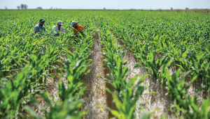 Maíz en el sur bonaerense: ¿Más nitrógeno y menos plantas?