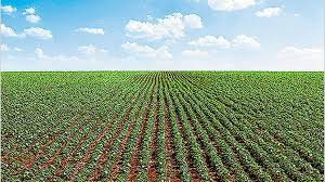 Cayeron hasta un 20% los precios de los campos