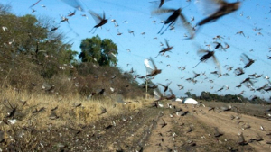 El clima dificulta el control de plagas y malezas en sojas y maíces santafesinos
