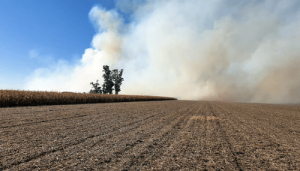 Indice CAIR. El precio de los granos activa la demanda de arrendamientos de campos