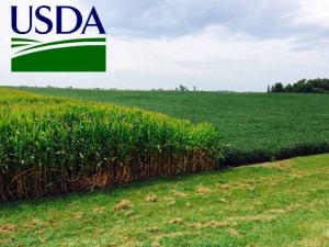 INFORME DEL USDA – MARZO