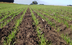 Trigo: se sembró casi 25% menos que el año pasado en el en el centro sur de Santa Fe