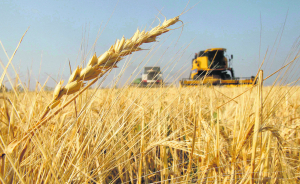 Argentina tiene más trigo del proyectado gracias a rendimientos extraordinarios logrados en Buenos Aires