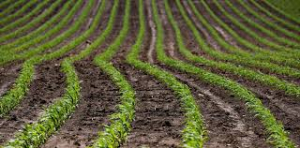 El estado del maíz no mejora y el del trigo de primavera, se derrumba
