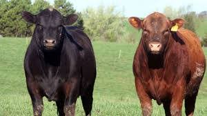 Entidades ganaderas argentinas ayudarán a España a mejorar la genética de la raza Angus