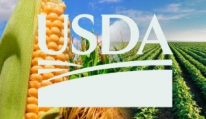 ESTADO DE CULTIVOS EN EE.UU. Útimo reporte sobre la evolución de las cosechas de maíz y de soja
