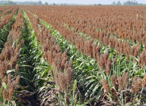 El sorgo tiene precio, mercado y tecnología para volver a brillar