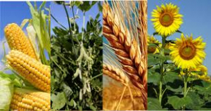 PANORAMA AGRICOLA SEMANAL AL 19-09-2021