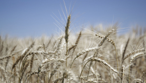 La caída del precio del trigo en Estados Unidos golpeó al mercado local