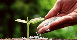 Soja:  Con la premisa de aplicar fertilizantes, pero con la mayor eficiencia posible