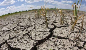 Alerta. Por la falta de lluvias vuelve a complicarse la campaña agrícola