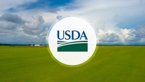 INFORME USDA STOCK &amp; SIEMBRA