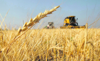 Alta productividad. Trigo récord, “imposible” en la zona núcleo: cómo es el manejo que triplicó el promedio de rinde nacional