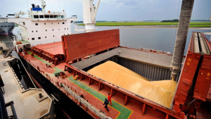 Es récord el volumen anotado para exportar maíz de la próxima cosecha
