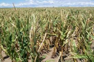 Alerta roja para el maíz temprano en la región núcleo