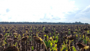 La revancha del NEA: Gracias al empuje del mercado internacional el girasol es un fiesta a pesar de los obstáculos internos