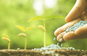 Cuando la fertilización es el eje de los planteos agrícolas