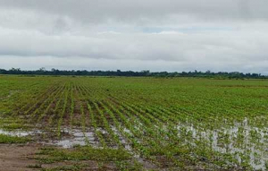 Lluvias: dieron alivio en algunas regiones, pero esquivaron la zona núcleo